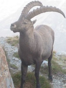 Alicia's friend, the Ibex