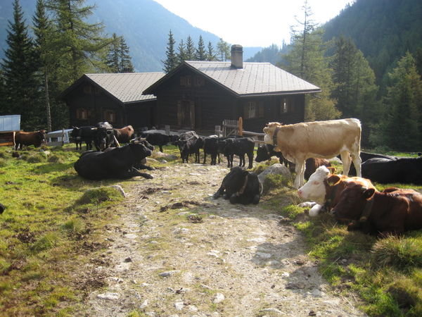 Trail or not:  -  Cattle rule the TMB