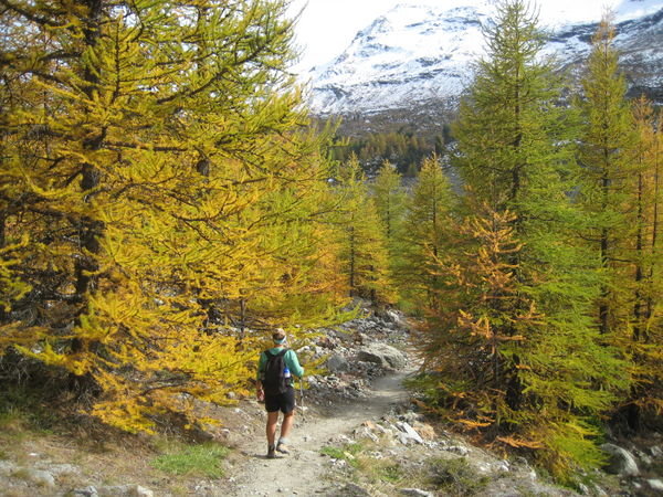 Larch trees have changed color