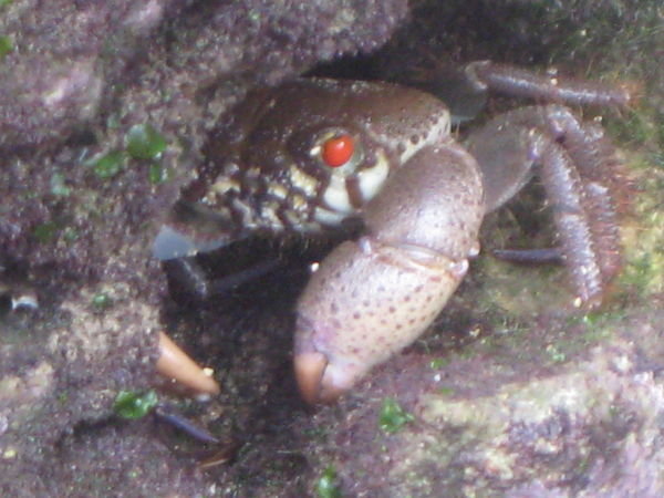 Mombasan crab