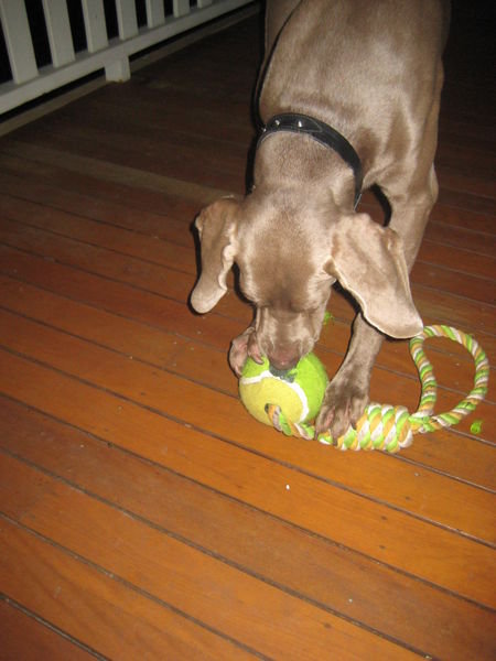 Henry with his Christmas toy (which he destroyed by December 27th)