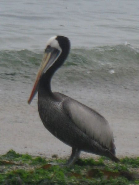 Pelican at El Quisco, Chile