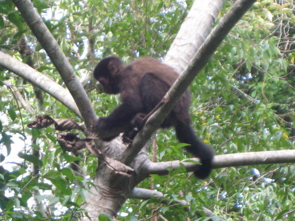 Monkey at Iguassu