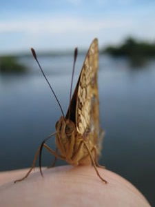 Butterfly at Iguassu