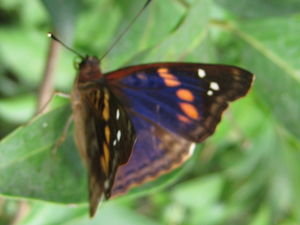 Butterfly at Iguassu