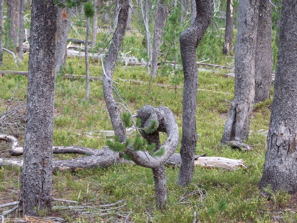 One of many bizarre trees in Yellowstone