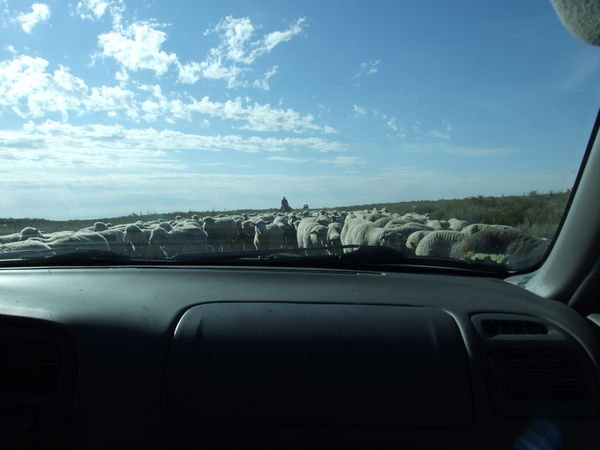 The Wave of Sheep