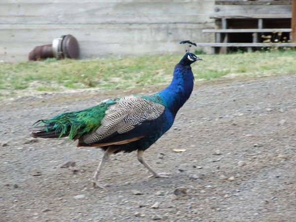 Peacock!