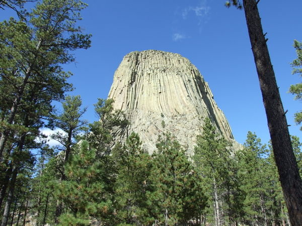 Devil's Tower through the Trees