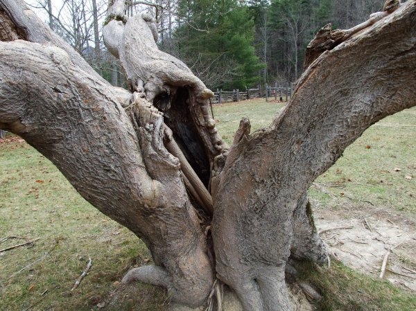Broken Tree