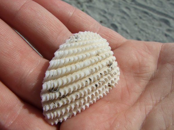 The first of many shells we found that day.