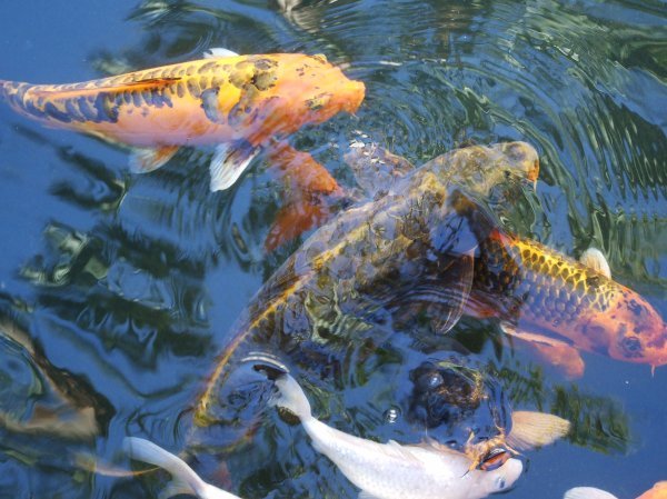 The pond in the Lightner Museum courtyard had big goldfish.