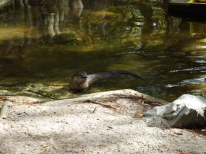 A captive otter