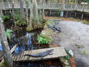 Lazy captive gators