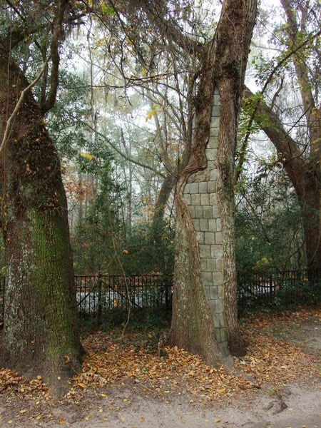 An odd, walled up tree