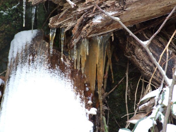 Brown Icicles