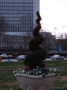 Oddly groomed shrubbery.