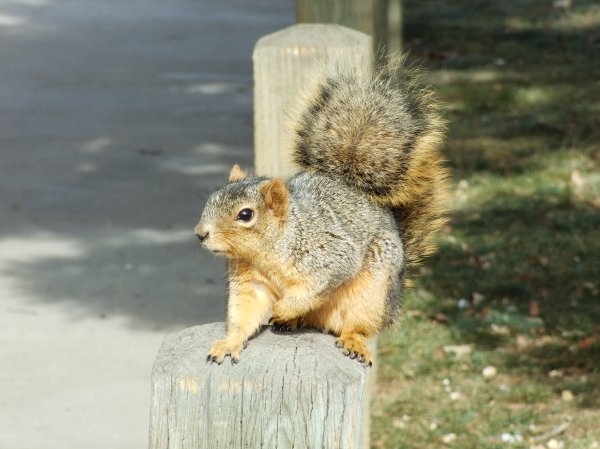 Denver Park Squirrel