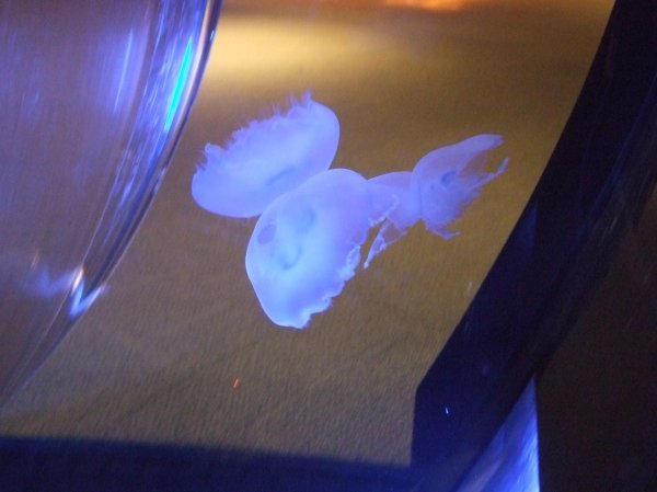 Jellyfish!