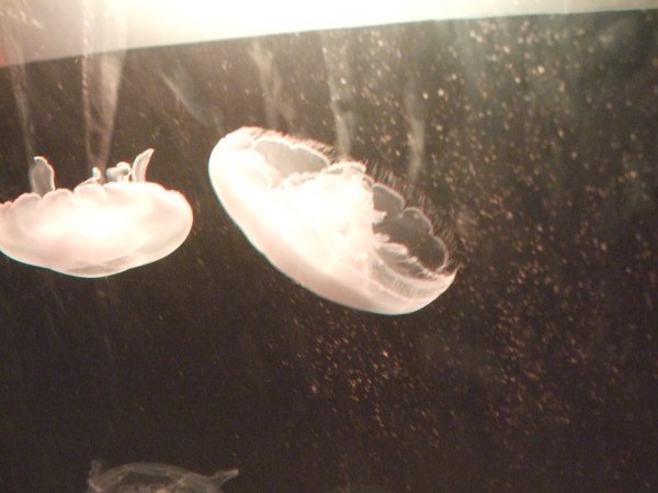 More Jellyfish!