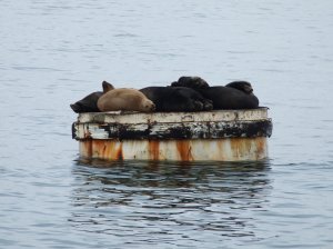 Seals in the bay.