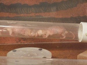 Those are naked mole rats.