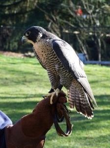 More Peregrine Falcon