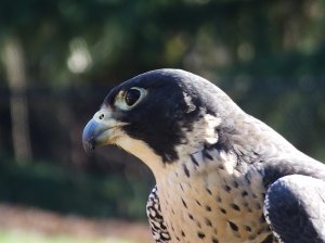 The Peregrine Falcon has structures in its nostril that allow it to dive at high speeds.