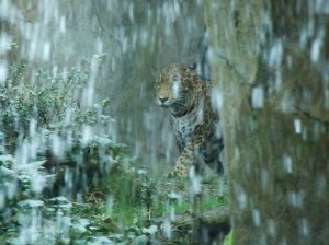 Jaguar through the waterfall.