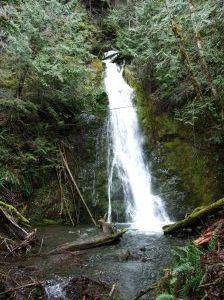 Waterfall in Olympic National Park.