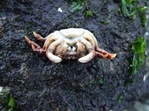 Dead crab on the beach.