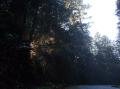 Light through the Redwoods.