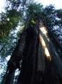 Gravity Defying Outgrowths of Redwoods.