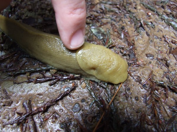 Oh, you're such a good Banana Slug.  Yes you are!