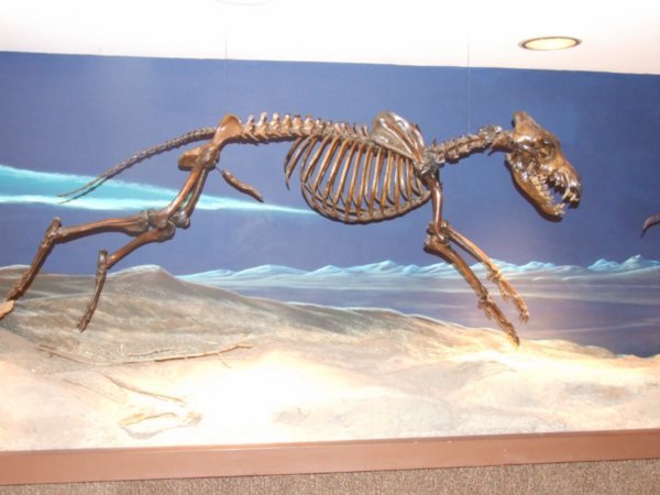 a dire wolf skeleton