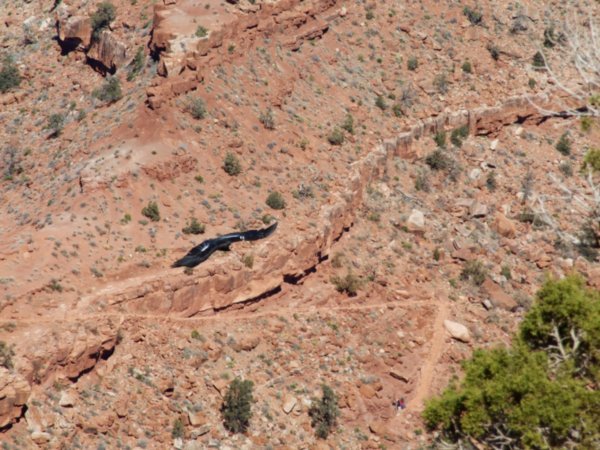 A condor in flight.  If you haven't tried shooting a bird in flight, I assure you, this is a great shot.