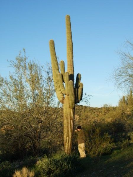 Onaxthiel pokes a cactus