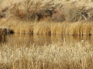 Some birds in the Albuquerque Wilderness Area.