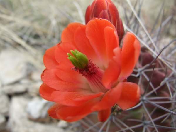 This flower is attached to a cactus, and I believe it is called a Claret Cup.