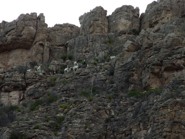 A herd of goats in Rattlesnake Canyon.
