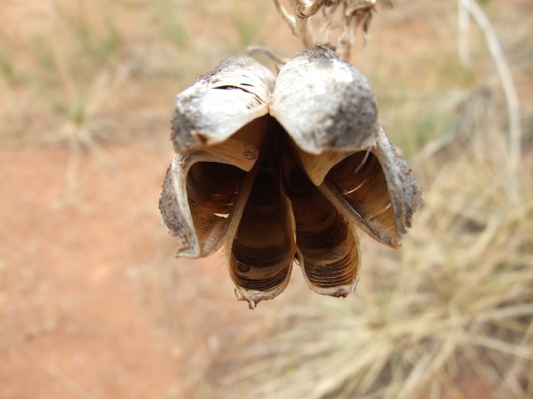 A dried out husk of a seedpod.