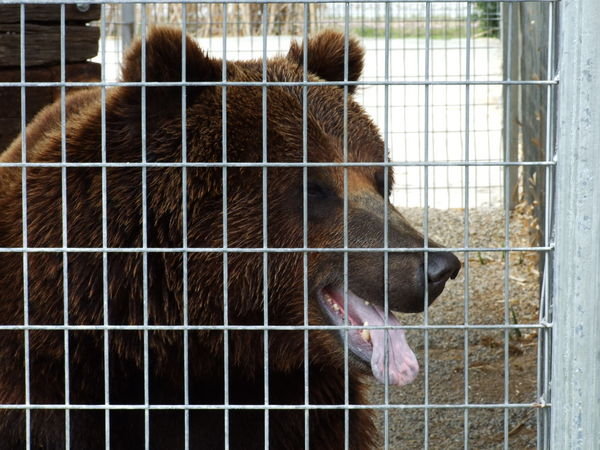 This Siberian Brown Bear was HUGE!
