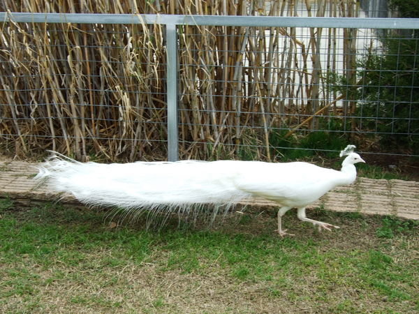 We weren't sure if this was an albino peacock, or just some breed of white peacock.