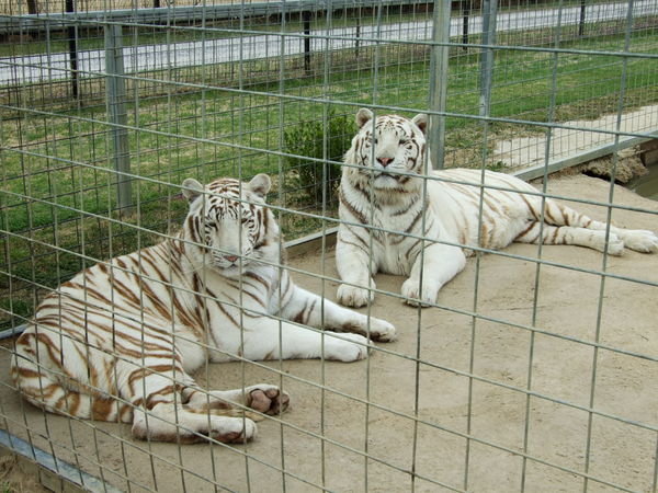 These tigers were only mildly interested in us.