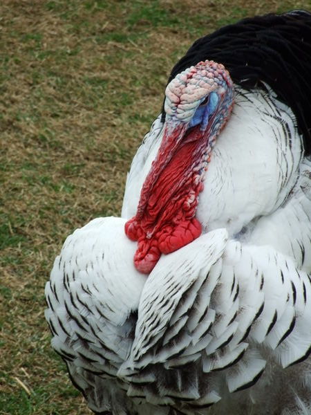 Close-up of Cthulu-bird.