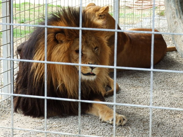 This Lion had one of the sadder stories, for obvious reasons.