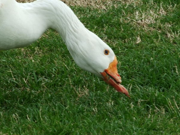 A goose in a sad condition.