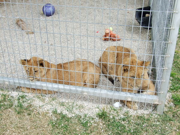 Barbary Lion Cubs?