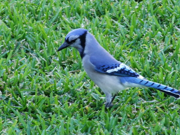 Pretty blue bird.