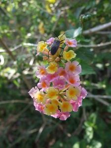Bug crawling on flowers